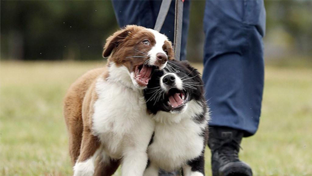 are australian shepherds allowed to be police dogs