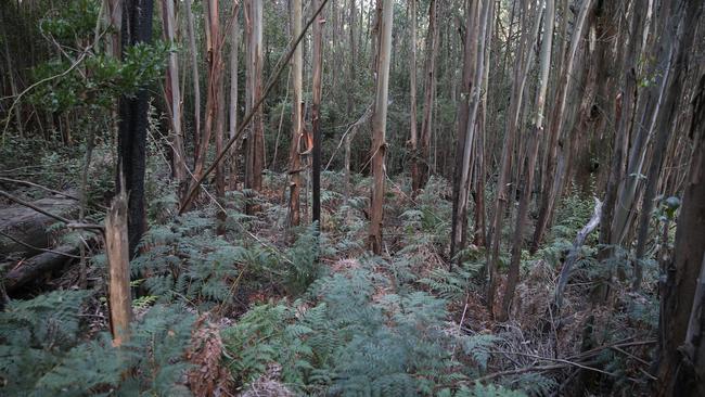 The bush trail close to where Will was found. Picture: David Crosling