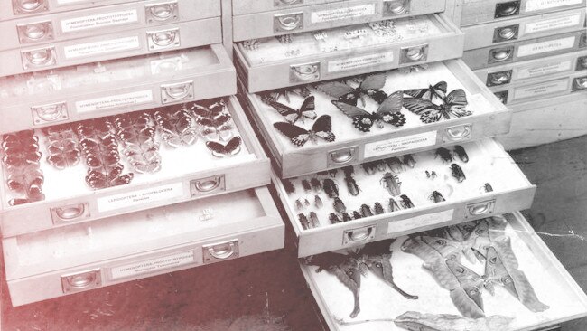 South Australian Museum, North Terrace, Adelaide. Drawers of pinned butterfly and beetle specimens in display cases 31 May 1947. (Copyright The Advertiser photograph Krischock)