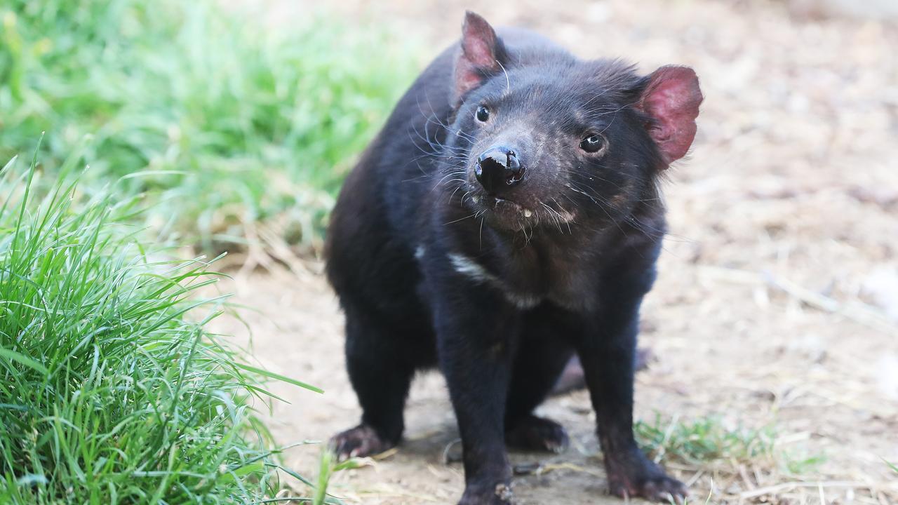 The iconic Tasmanian species is at risk of being wiped out from Devil Facial Tumour Disease (DFTD). Picture: Nikki Davis-Jones