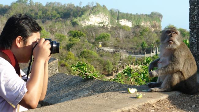 The clever macaques have found a genius way to score food. Picture: Peter Mayoh