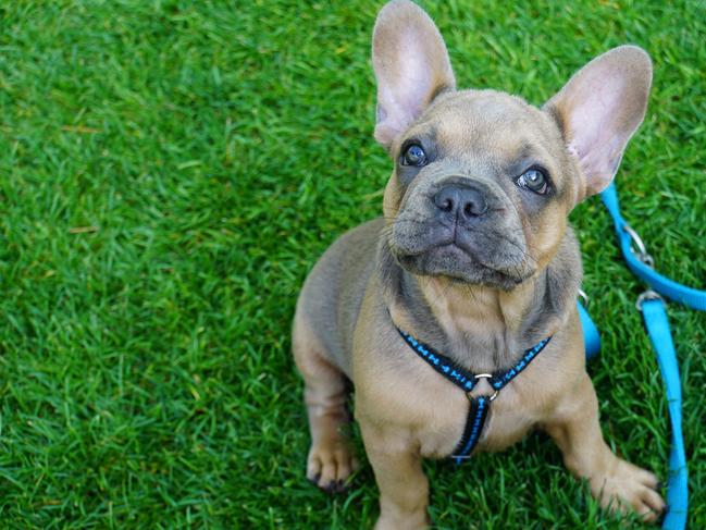 The facility proposes to run breeding for a maximum of 30 French Bulldogs.