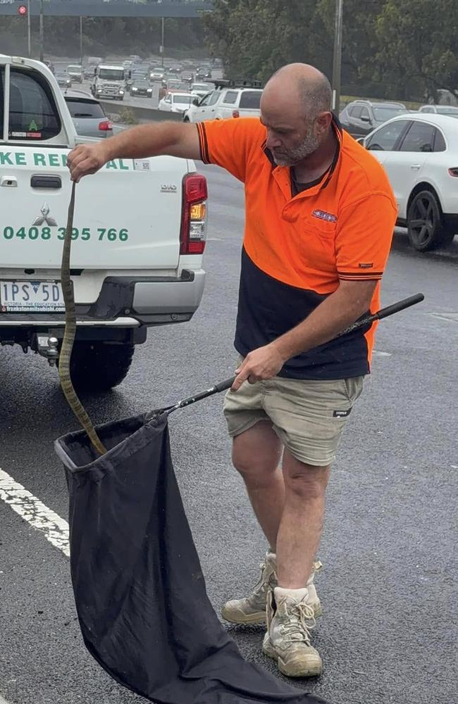 The deadly tiger snake was eventually found and taken away.