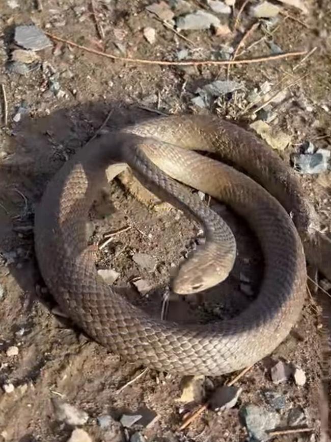 It had to be euthanised due to its injuries. Picture: Snake Catchers Adelaide