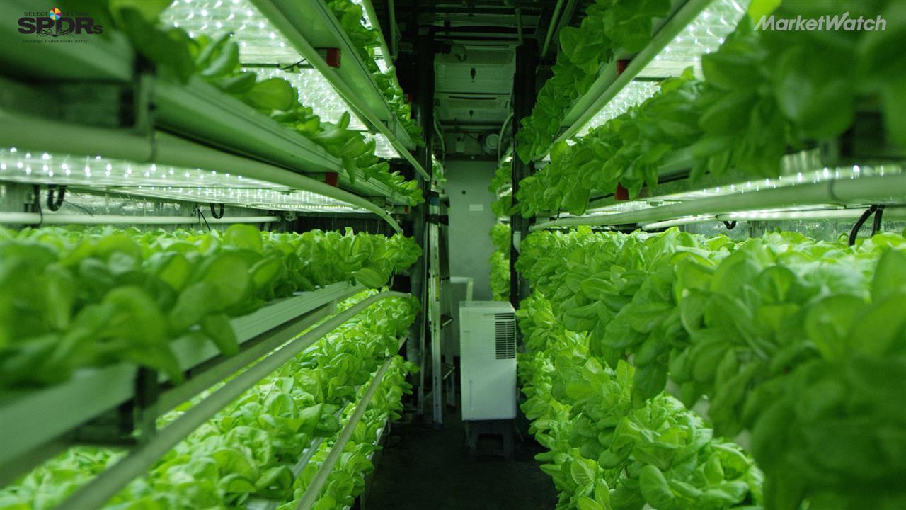 Here’s how indoor farming can help feed 9.1 billion people by 2050 ...