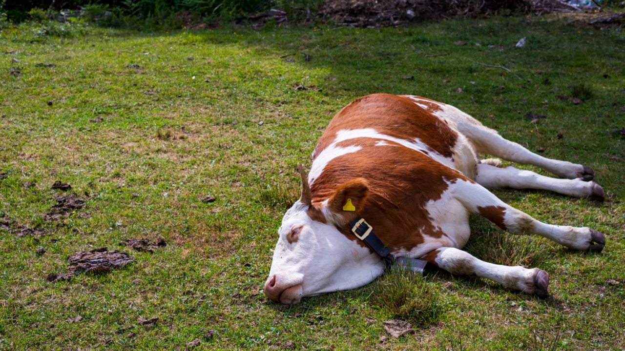 The 'absolutely catastrophic' devastation FMD will wreck on Australia's economy