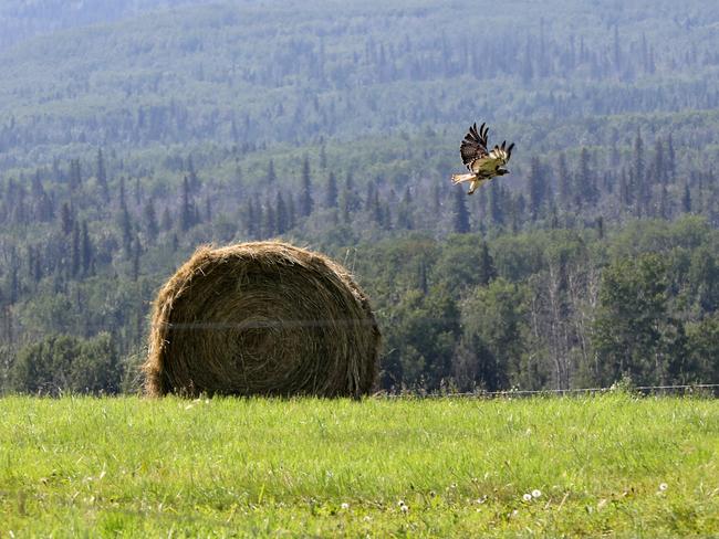 The fence Lucas Fowler built on Venator Ranches. Picture: Clint Brewer/ News Corp Australia