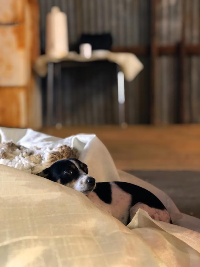 Frida is a regular helper in the shed and yards, although as you can see she has a tendency to go for a snooze in the bales. Picture: Shari Rankin