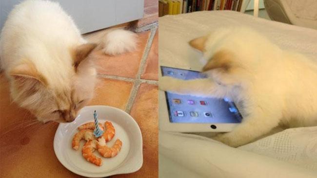 Choupette with her first birthday ?cake? and her iPad. Pictures: Twitter