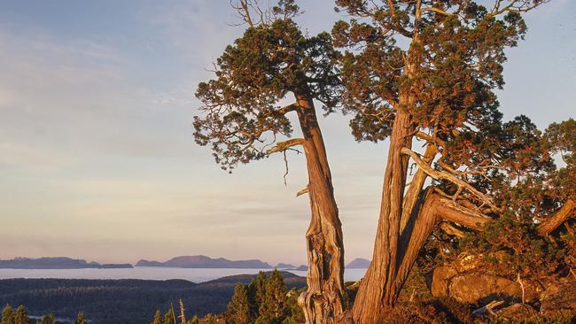 Pencil pines on the Central Plateau in Tasmania. Picture: Rob Blakers