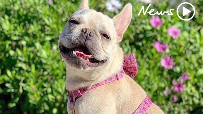 Bow Wow 100: Meet Bailey the French Bulldog