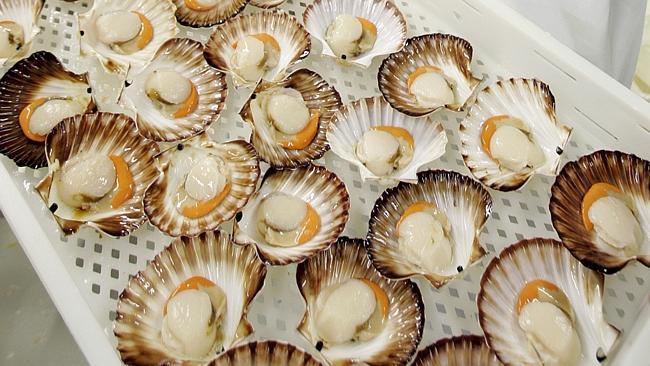  Business Spring Bay Seafoods Triabunna managing director Phillip Lamb with the first Tasmanian scallops of the season 