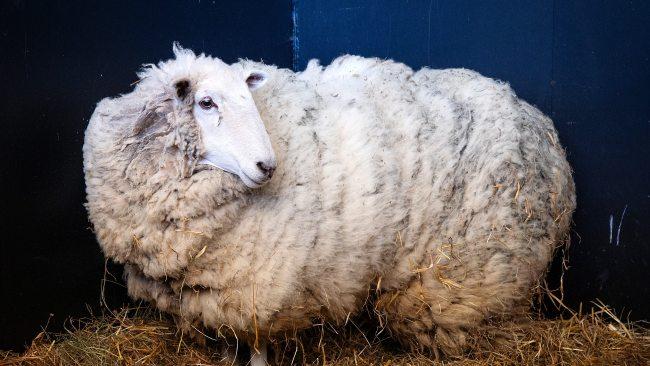 MELBOURNE, OCTOBER 27, 2023: A sheep that has been living with kangaroos in Sugar Loaf National Park for around 10 months has been rescued. The sheep is a massive ball of wool, estimated at 4-5 years worth, is currently at Forever Friends Animal Rescue. Picture: Mark Stewart