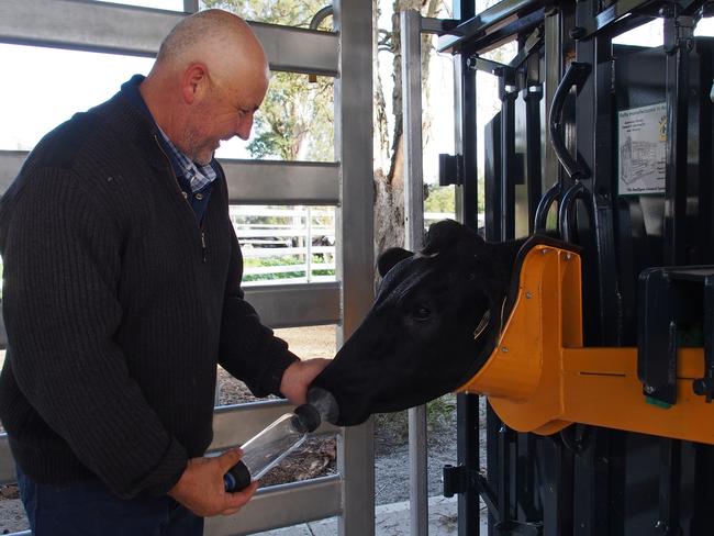 Carwoolah Pastoral Company general manager Darren Price gives a cow a breath test.