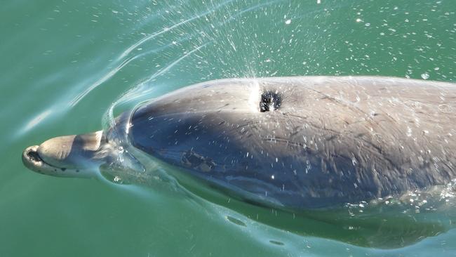 Twinkle, a Port River dolphin who was recently detected with some of his mandible missing. Picture: Jenni Wyrsta