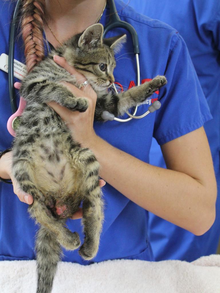 A kitten named Duct Tape could not be saved, after sustaining serious leg injuries. Picture: RSPCA.