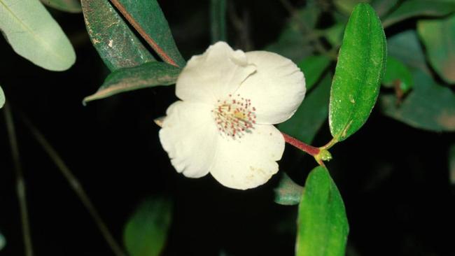 Flower from leatherwood tree (Eucryphia lucida).