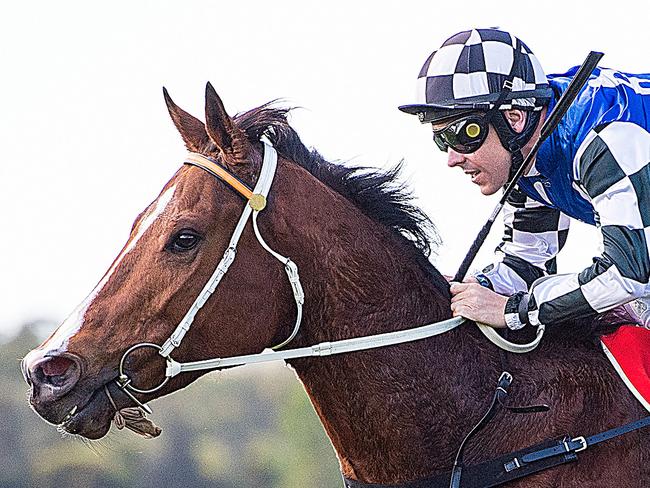 Jockey Ryan Maloney rides Tawfiq Boy to victory in race 2, the Class 3 Plate, during the Maroochydore SLSC Race Day at the Sunshine Coast Turf Club on the Sunshine Coast, Saturday, August 25, 2018. (AAP Image/Albert Perez) NO ARCHIVING, EDITORIAL USE ONLY