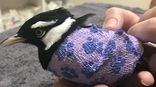 Frankie the Murray magpie died at the Adelaide Koala and Wildlife Hospital this week. He was found in a Lockleys yard after being shot. Picture: Supplied