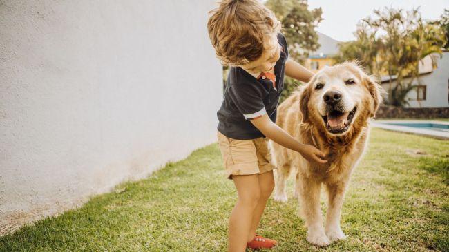 Golden Retrievers are notorious for being friendly. Image: iStock 