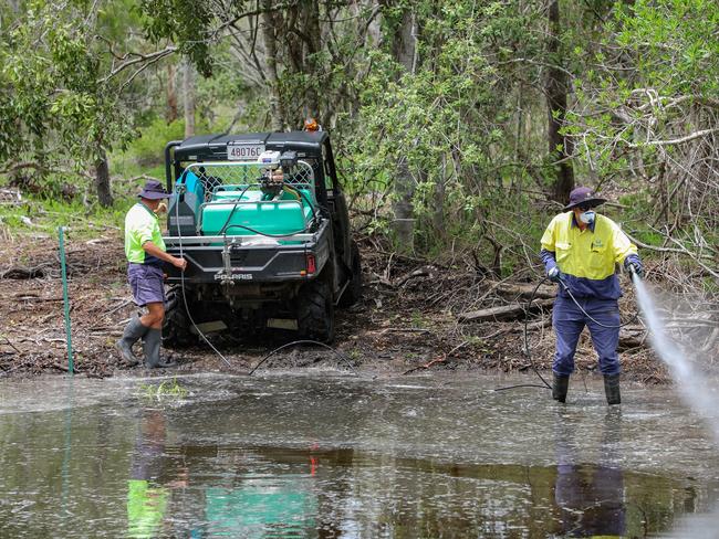 Biosecurity officers with the Fraser Coast Regional Council treat a mosquito breeding area after the heavy rains in February 2020.