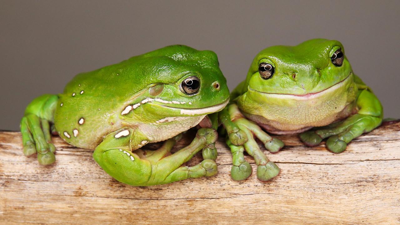 Frog ID Project Australian Museum’s first national frog count underway