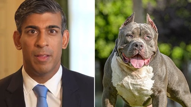 UK Prime Minister Rishi Sunak is seeking to ban the American XL Bully breed. Picture: Twitter