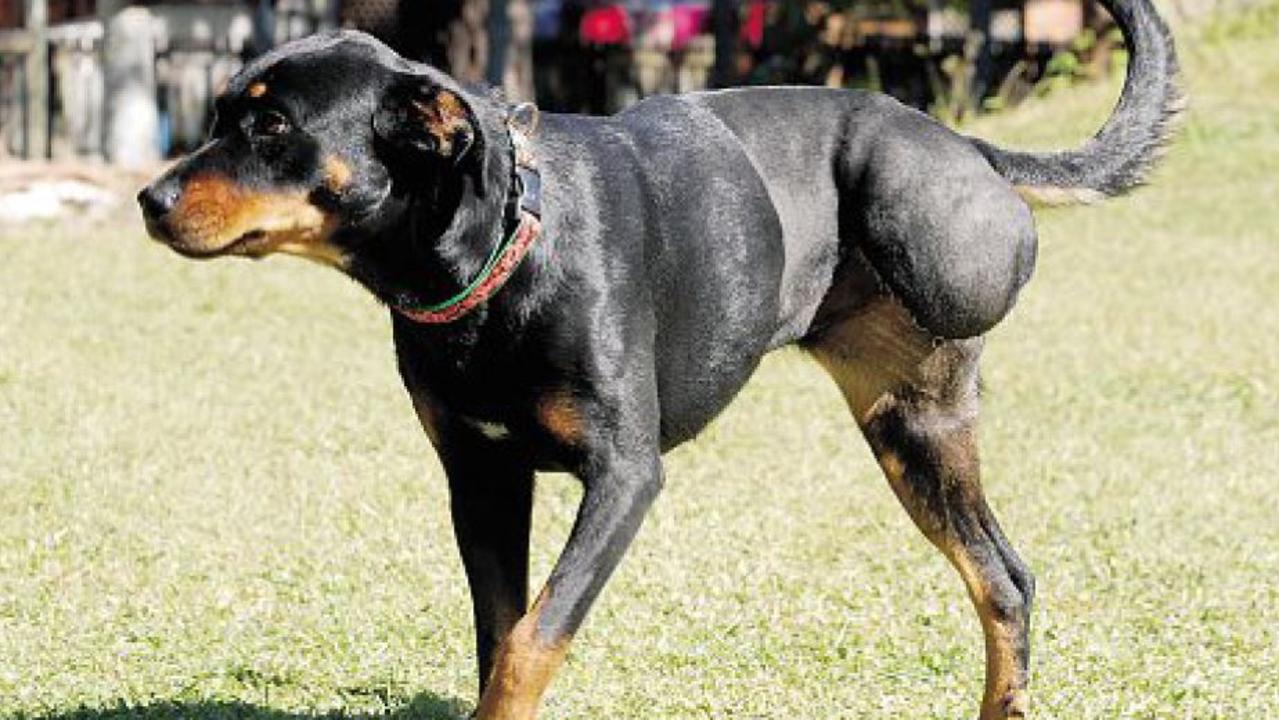 Leila the rottweiler was left to suffer with a severely broken leg, which had to be amputated.