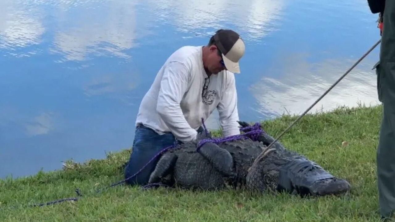 Authorities estimated that the ravenous reptile weighed about 300kg. Picture: St. Lucie County Sheriff's Office