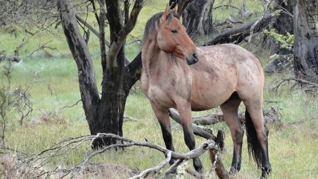 The NPWS says it is losing the battle against growing brumby numbers and needs new options for culling. Picture: Facebook