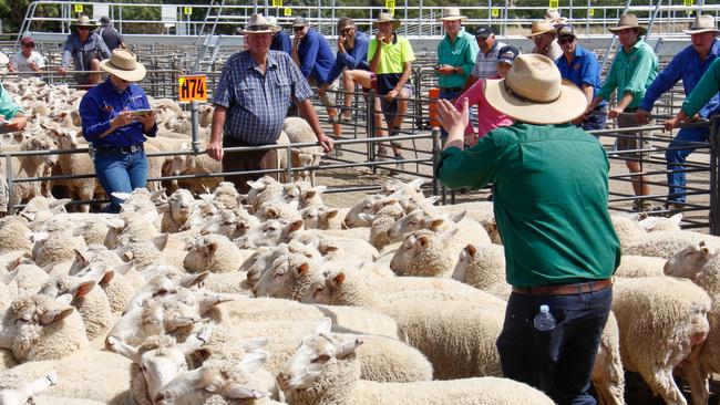 <s1>Rates lower: Auctioneer Tim Robinson knocks down the opening pen of first-cross ewe lambs at Corowa,</s1> <ld pattern=" "/> <source>Picture: Jenny Kelly</source>