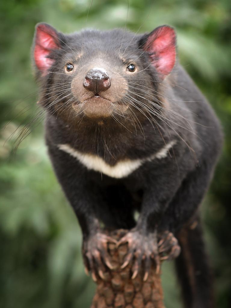 Tasmanian devils come out to play in the Loongana Range | The Australian