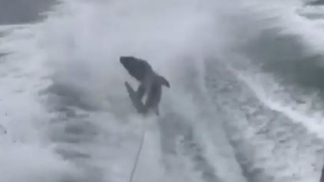 A group of men have videoed a shark being dragged through the water by its tail after securing it to the boat.