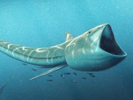 Fish with massive jaws discovered