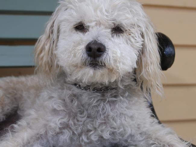 Every day for more than a year Spike the dog and his owner John Hansen visited his wife of more than six decades, Lois in Aged Care. Lois passed away in March and the visits to Mac Aged Care stopped. That was until last week when the poodle cross maltese made the 3km trip on his own back to the nursing home. Picture: Peter Ristevski