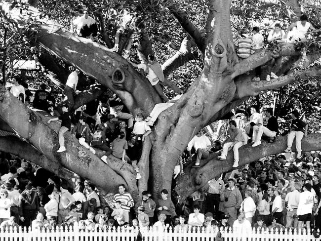 Fans get a spot on the big fig tree at North Sydney Oval to watch the Bears play in 1991.