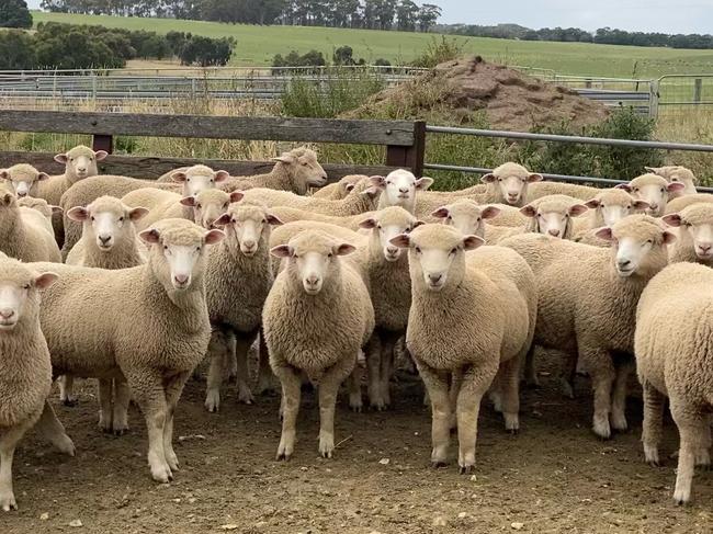 Tracking well: Tradeweight lambs were up 16c this week, an increase of 67c from a year ago. Picture: Kate Dowler.