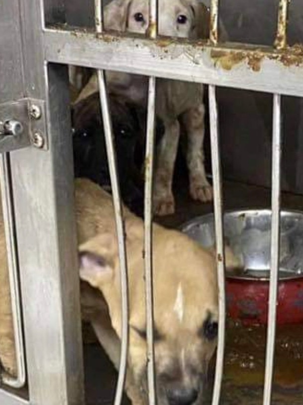 Sick dogs caged in a filthy enclosure at the Bayswater North clinic.