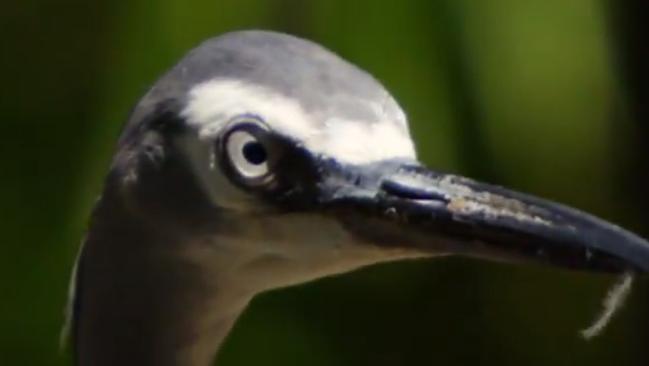 Please allow these scary birds to introduce this scary bird