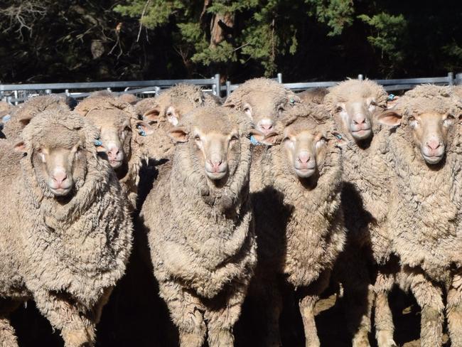 Merino ewes. Generic. Sheep. PHOTO JAMIE-LEE OLDFIELD