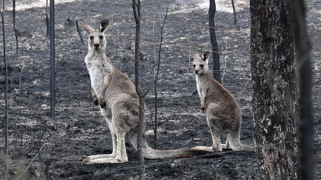 Two kangaroos are seen after in bushland scorched by a fire. Picture: AAP Image/Mick Tsikas