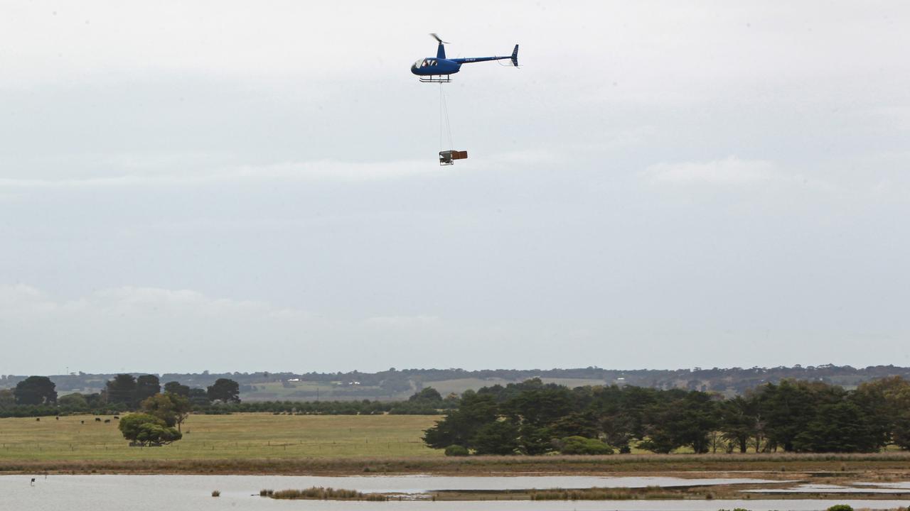 A helicopter drops a chemical from a hopper onto wetlands at Barwon Heads plagued with mosquito larva in 2012.