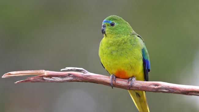 Orange-bellied parrot