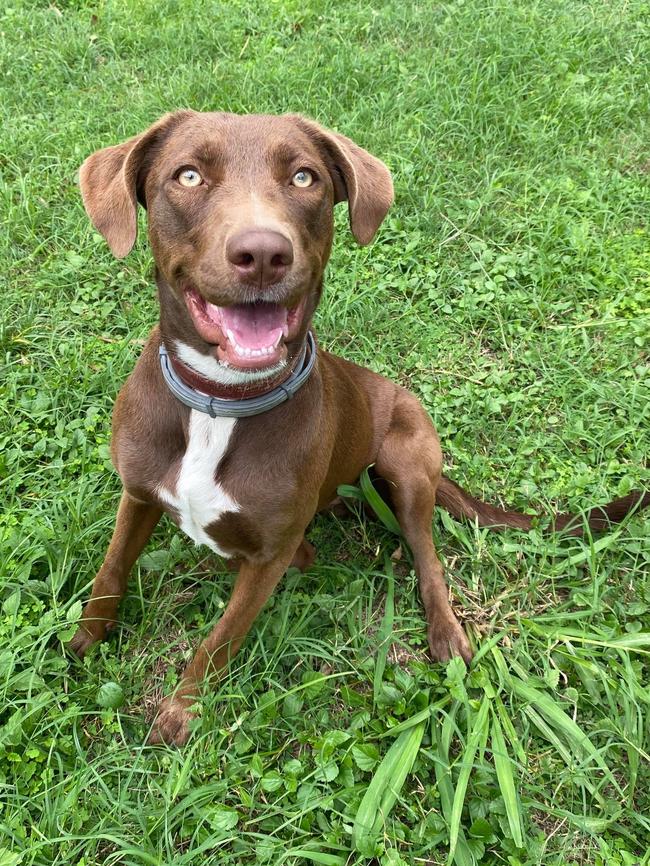 Kelsi, 1, is a Kelpie cross, and has been with Maryborough District Animal Refuge for about three months.