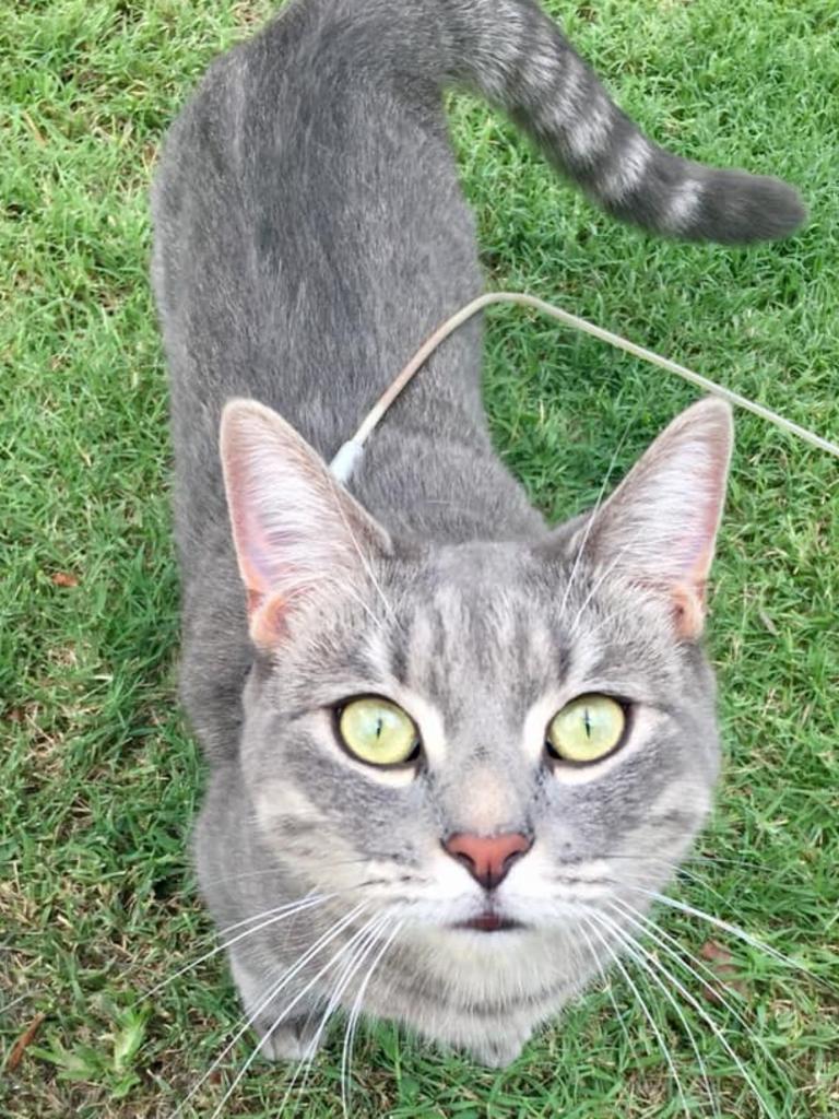 Our rescue kitty Misty loves walks outside on her harness. Picture: Amy Spencer. Cutest cats in Pine Rivers.