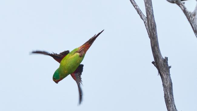 The critically endangered swift parrot. Picture: Bob Brown Foundation