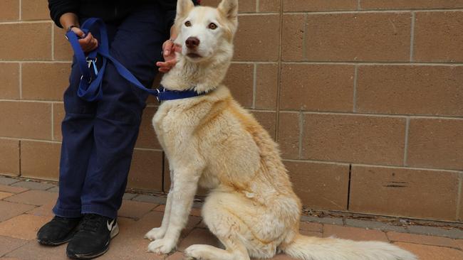 Sky was incredibly emaciated. Picture: RSPCA SA