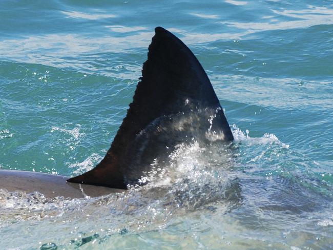 The fin of a great white shark cuts through the water, Gansbaai, South Africa