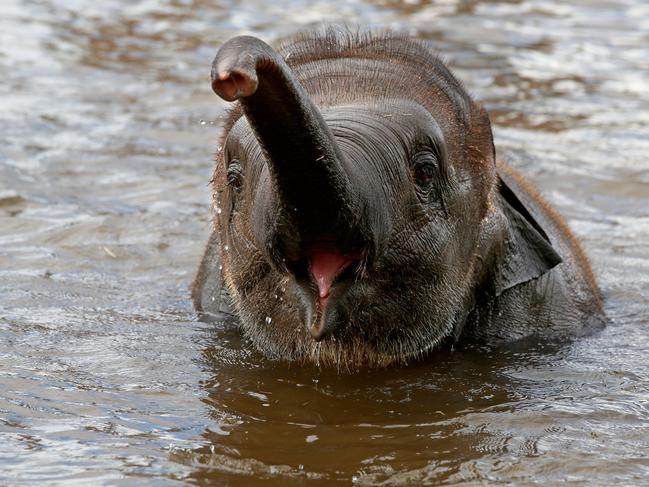 Asian elephant Sabai enjoys cooling off in the pool during the hot weather spell at Taronga Western Plains Zoo in Dubbo. Picture: Toby Zerna