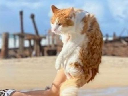 A family travelling around Australia with their pet cat have landed themselves in hot water with authorities after posting a selfie online exposing a major breach of biosecurity rules.